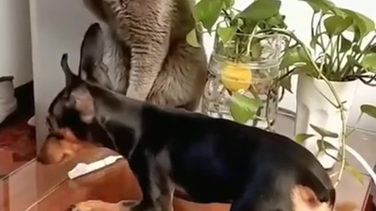 So funny 😂fighting cat Vs dog #dog #cat #Rumble #viral #trending