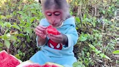 Funny Small Cute Monkey Video