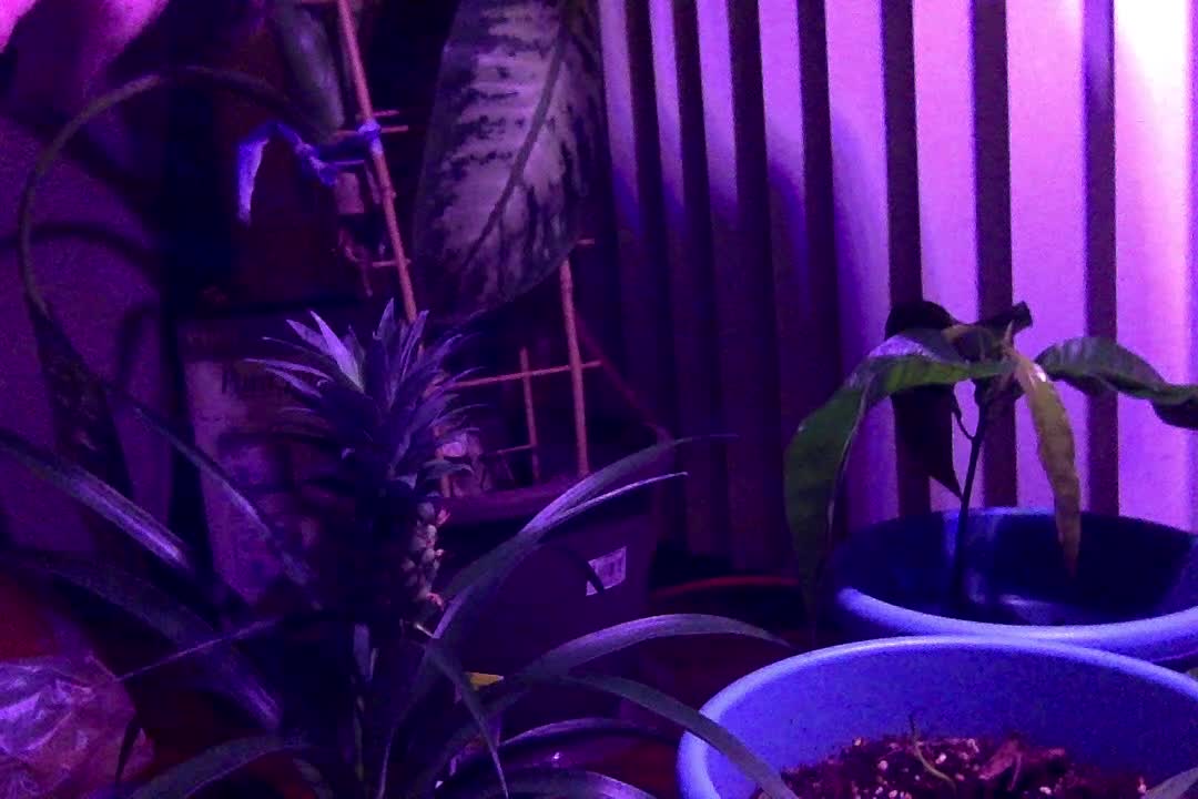 90 Day Video Challenge VI - Day 11