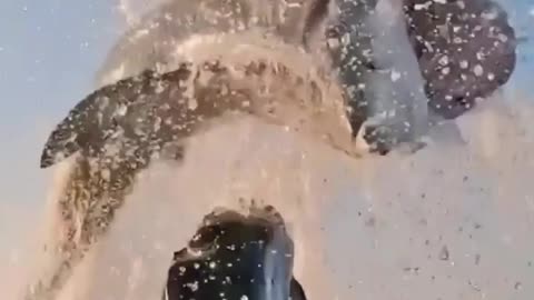 This is a beautiful and charming water-dwelling species