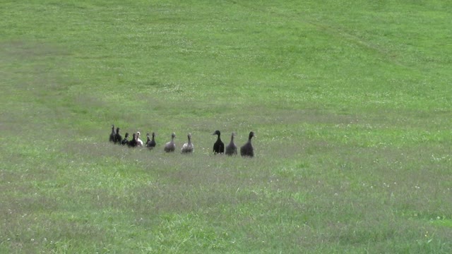 Ducks run in single file line to greet human