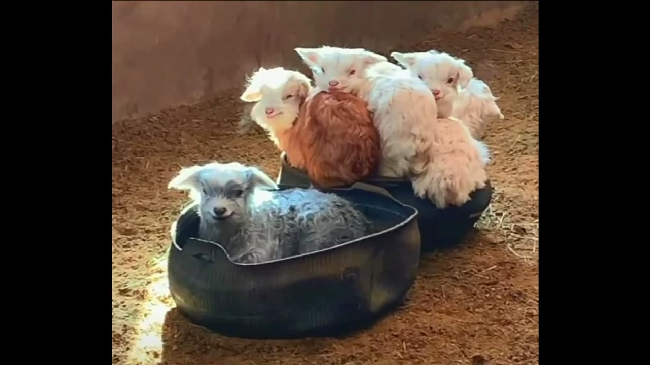 Cozy Little Lamb