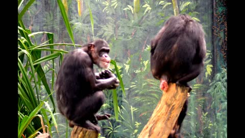 A DAY AT ZOO NEGARA, MALAYSIA