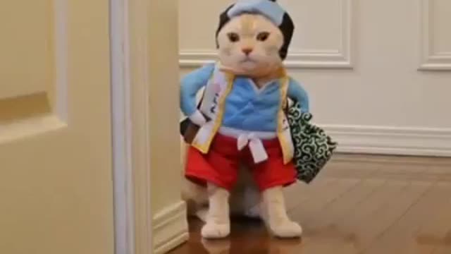 A funny cat walks like a child