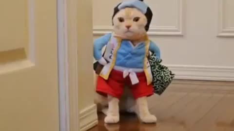 A funny cat walks like a child