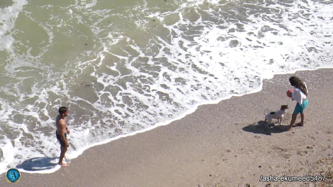 Max First Time Goes to the Beach! Puppy Playing on the Beach | Cute Golden Retriever Puppy