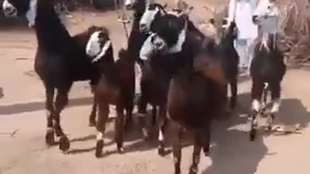 Super Funny Disco Goats!!!