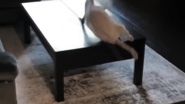 cat did not jump successfully