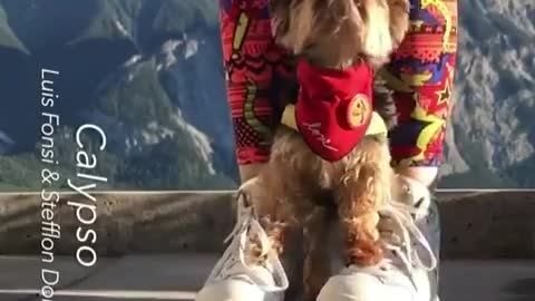 dog training video