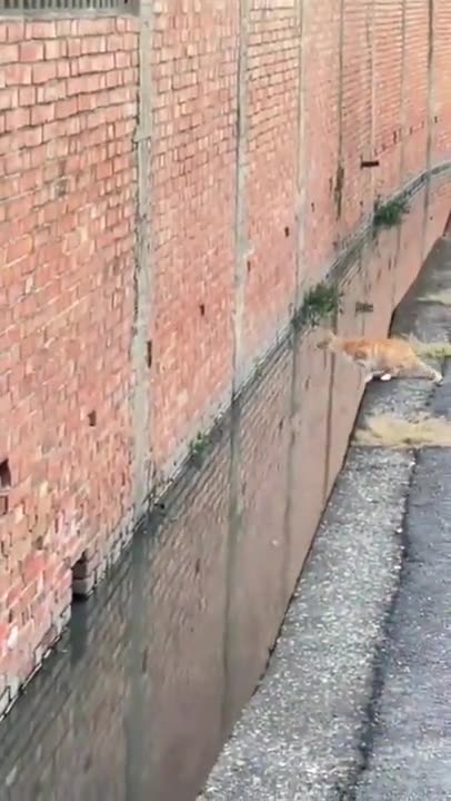 Perfect jump for this cat