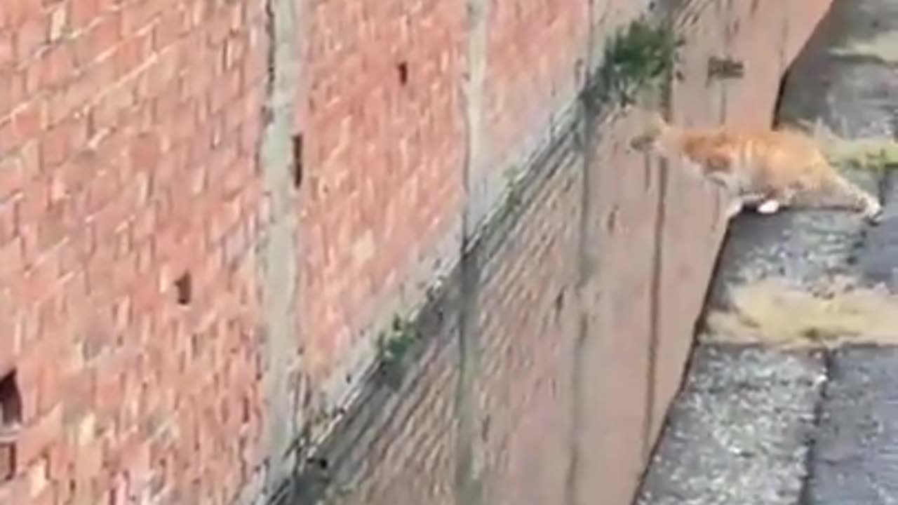 Perfect jump for this cat