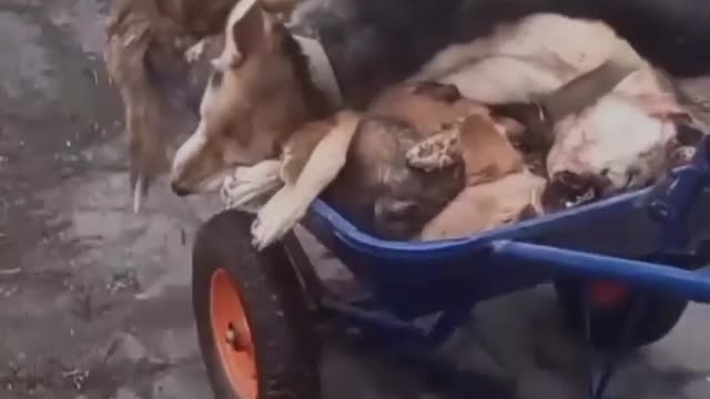 Russian occupants kill dogs