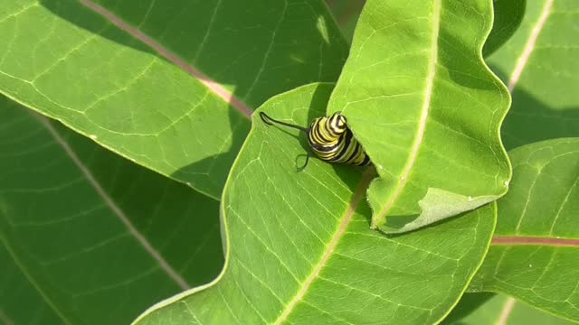 129 Toussaint Wildlife - Oak Harbor Ohio - Monarchs Loading Up