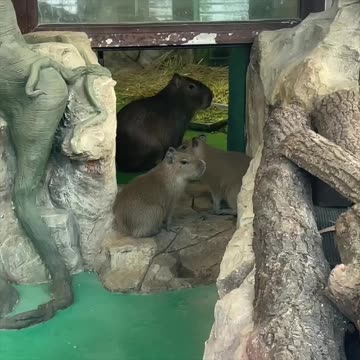 Capybara are smarter than the zoo visitors 😂