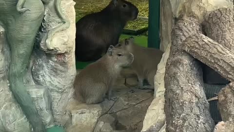 Capybara are smarter than the zoo visitors 😂