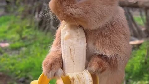 Rabbit Eating banana, looking so cute and amazing