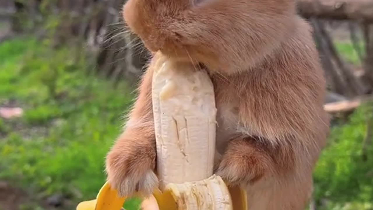 Rabbit Eating banana, looking so cute and amazing