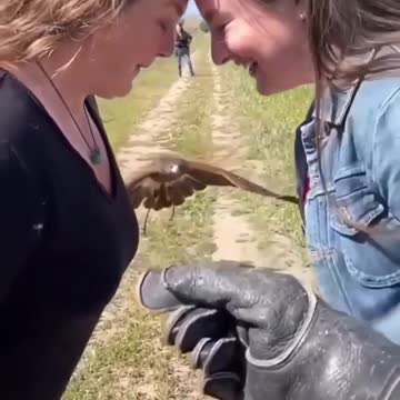 Amazing eagle flight