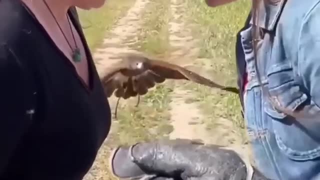 Amazing eagle flight