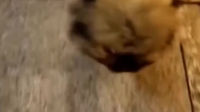 Is this a dog? Or just a toy?