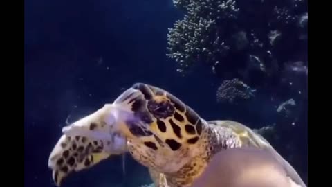 turtle eating jellyfish