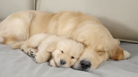 Golden Retriever Puppy Can't Sleep Without Dad