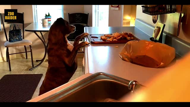 SNEAKY DOG STEALS OWNER DINNER WHEN NOBODY IS LOOKING