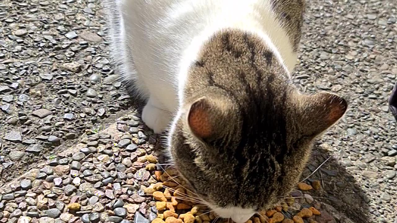 Cute cat.