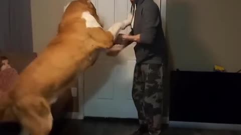 Dog lover ❤️ my dog ​​is very smart