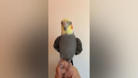 FUNNY AND CUTE PARROTS - TRY NOT TO LAUGH 🦜