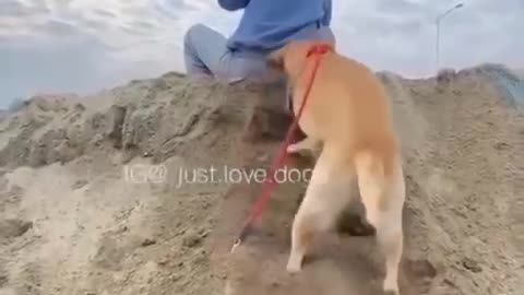 Annimal funny video