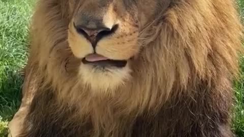 Lion watching