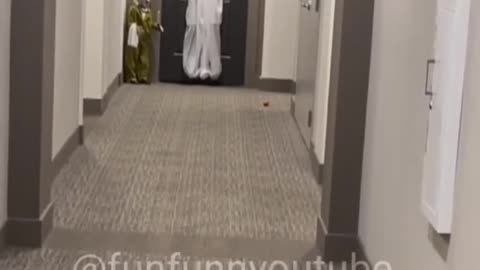 Dog funny video