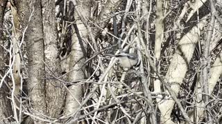 Chickadee digging into something 😊