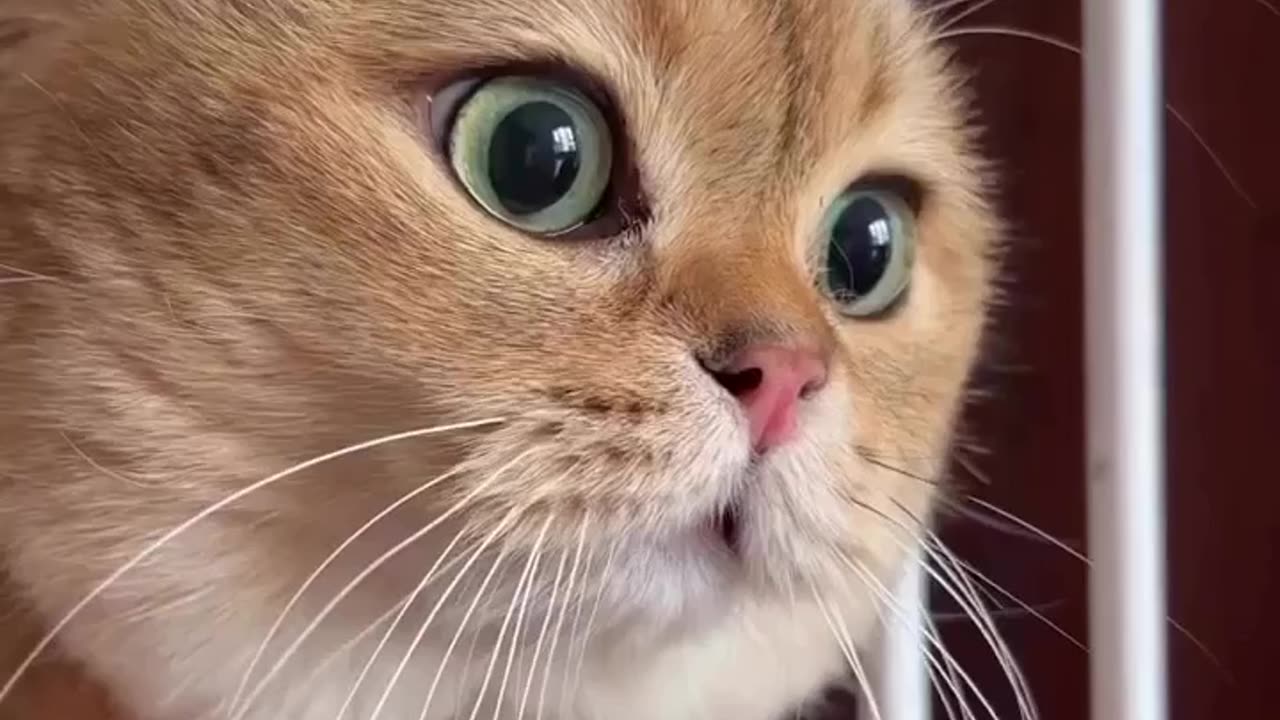 Wait and watch cute cat 😺