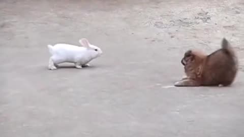 rabbit with dog fighting