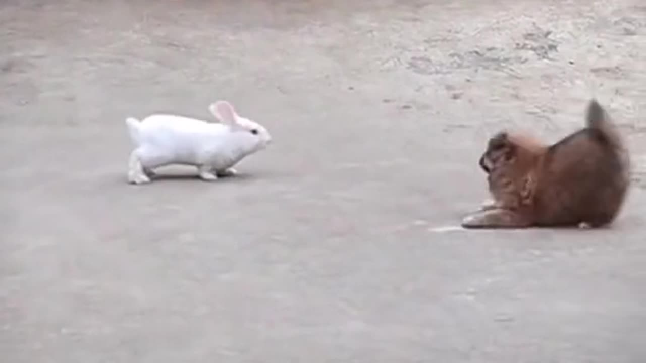 rabbit with dog fighting