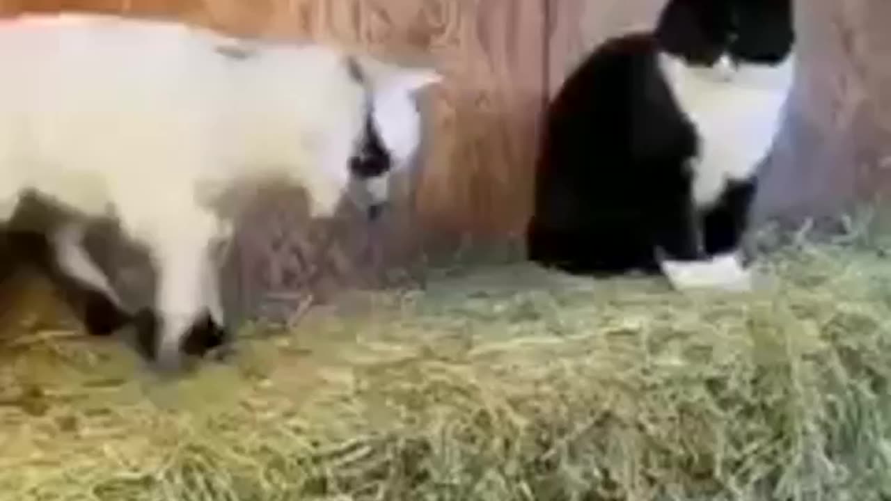 Animals funny video 😂😂😂😂