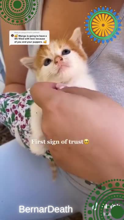 Kitten Found In The Middle Of The Road & Get Them Adopted, A story of love