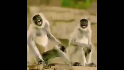 Funny Moments Of Monkeys🐵|| Funniest Animals Video