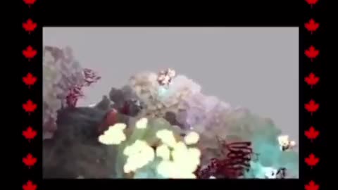 mRNA What Really Happens in the Body