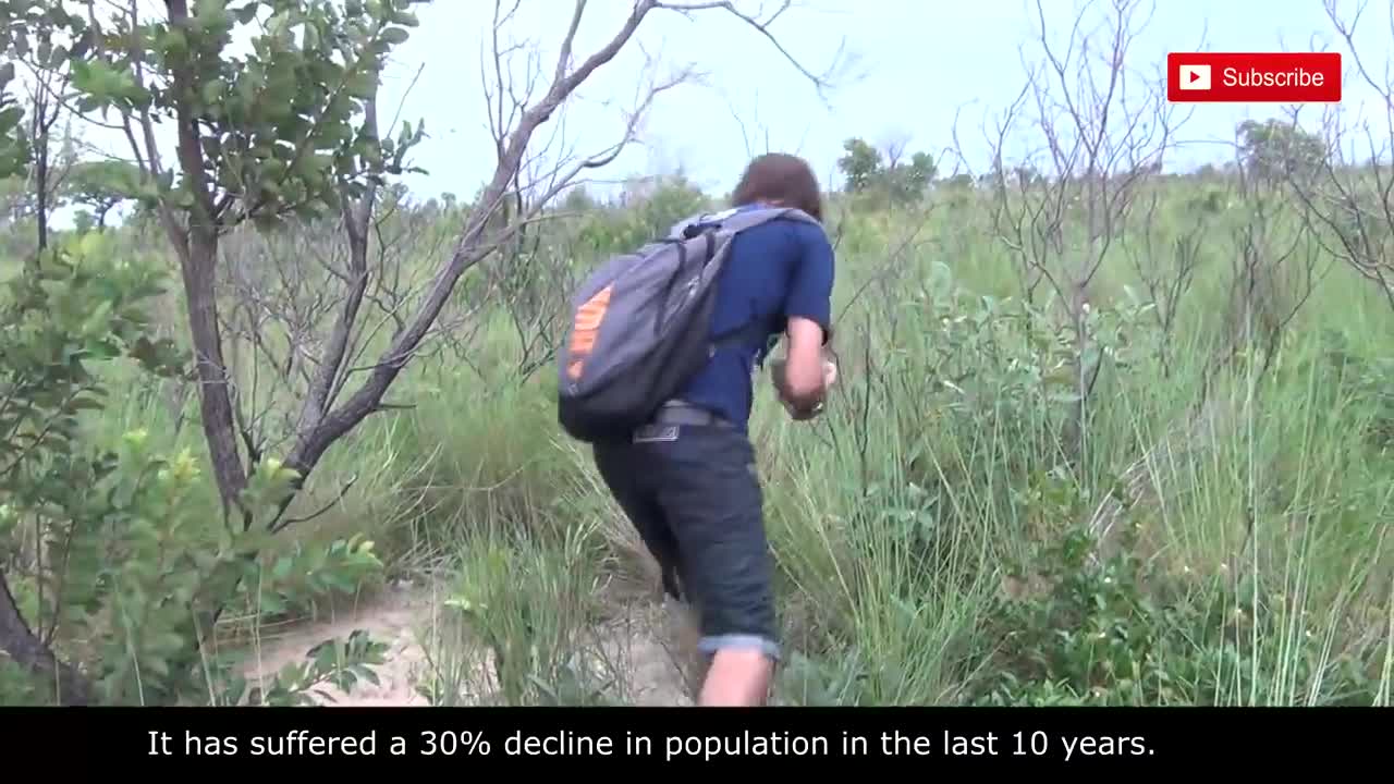 Tatu virando bola, Armadillo rolls into a ball - In the wild Brazil