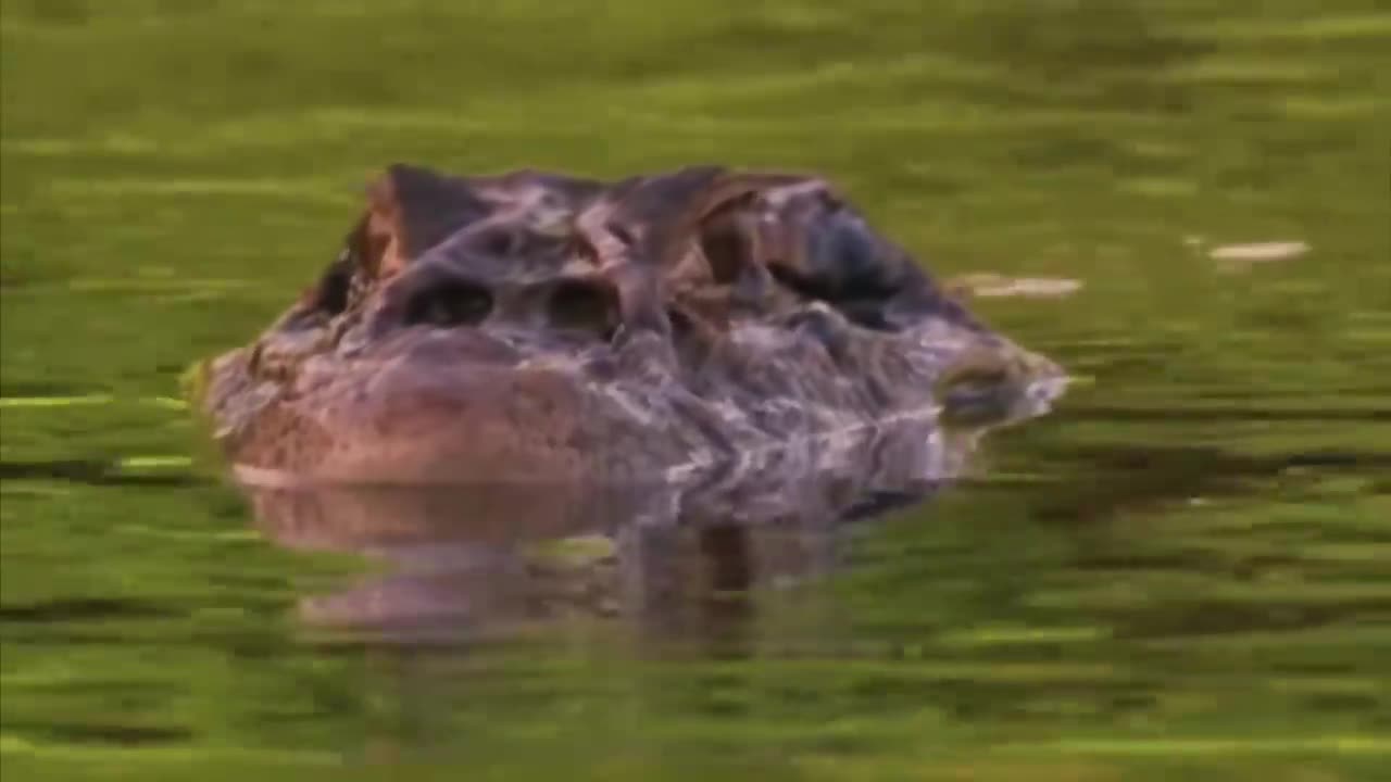 10 Deadliest River Monsters In The World!-5