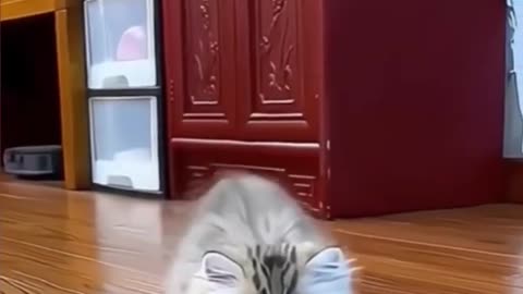 Cute kitten