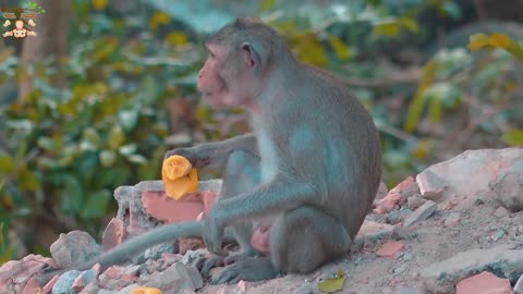 4K Quality Animal Footage - Monkeys Beautiful Scenes | Viral Monkey #monkey #animal