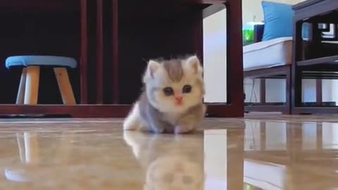 cute cat