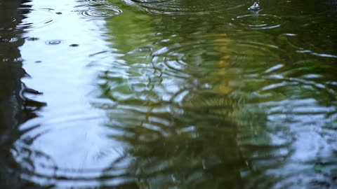 Nature Beauty with Rainy forest day