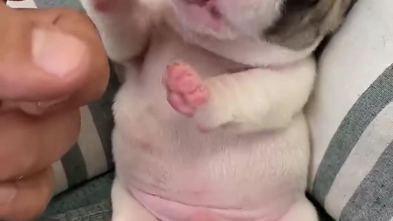 Cute puppy