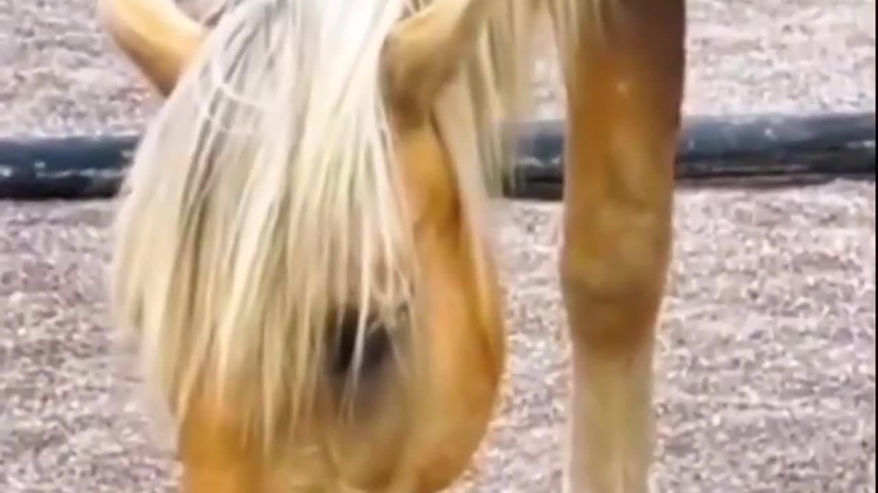 cute cat & horse very funy vdo