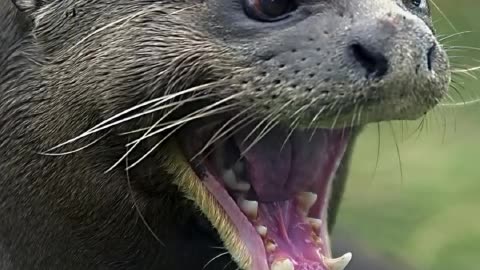 Giant River Otter | Nature's Gangster